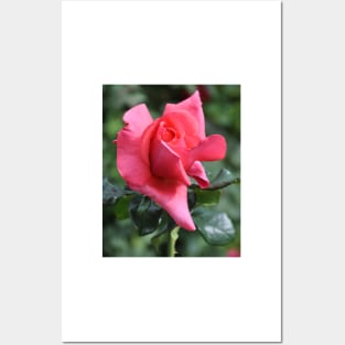 Rose Bud Posters and Art